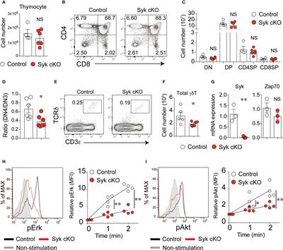 Spleen tyrosine kinase mediates the γδTCR signaling required for γδT cell commitment and γδT17 differentiation